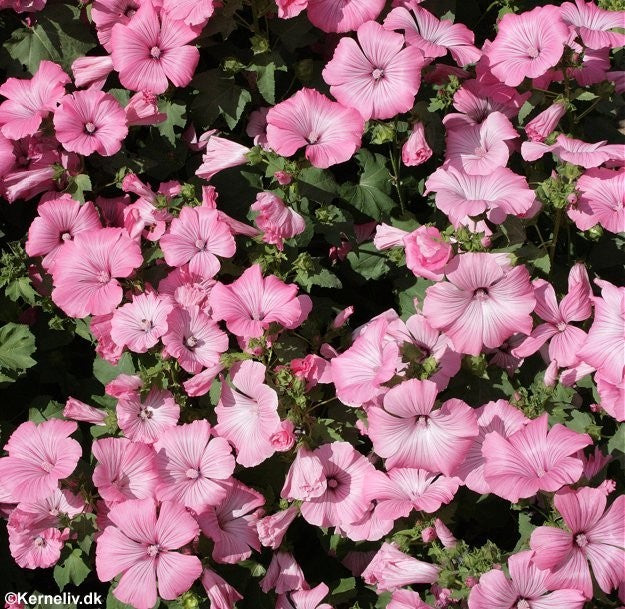 Lavatera trimestris 'Silver cup', Mamelukærme