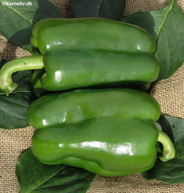 Peber 'California Wonder'