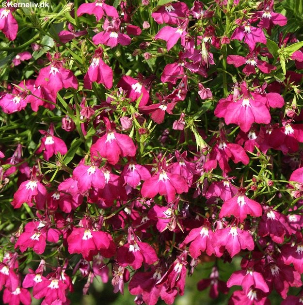Lobelia pendula 'Red cascade', Hængelobelie