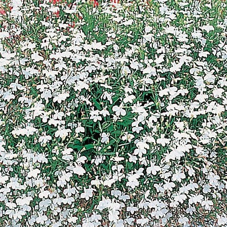 Lobelia pendula 'White Cascade', Hængelobelie