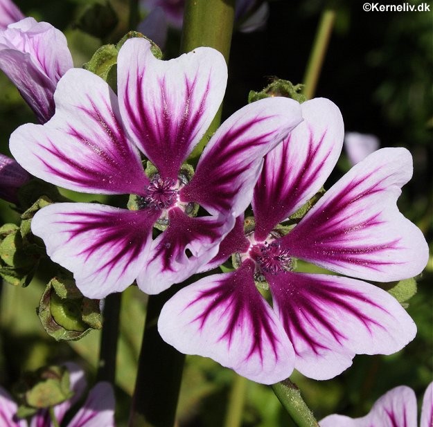 Malva sylvestris 'Stripes', Katost