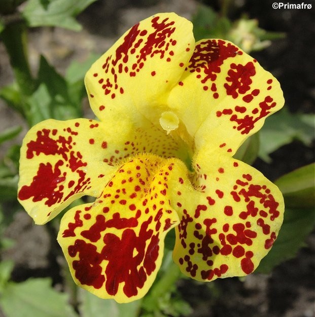 Mimulus hybridus 'Queens prize', Abeblomst