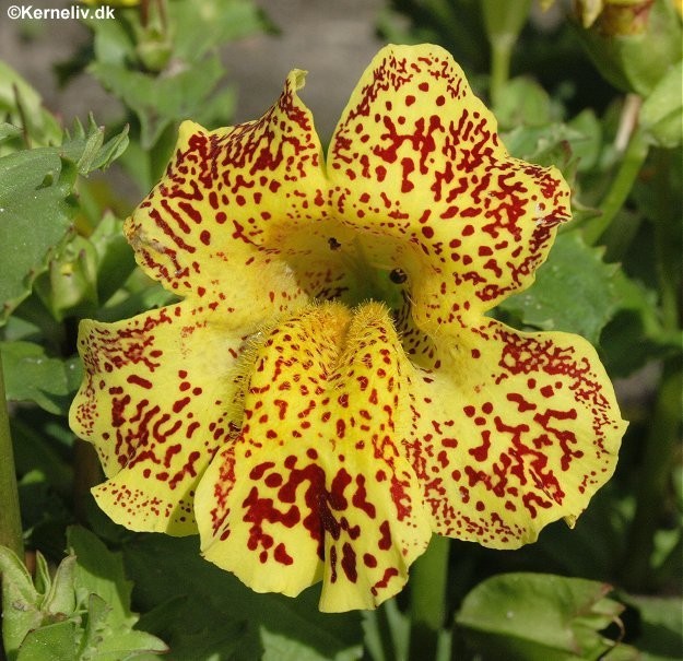 Mimulus hybridus 'Queens prize', Abeblomst