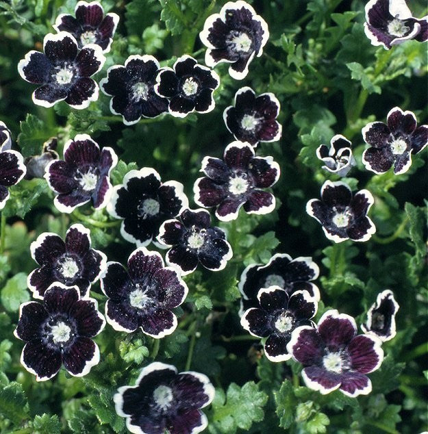 Nemophila discoidalis 'Penny black', Øjeblomst