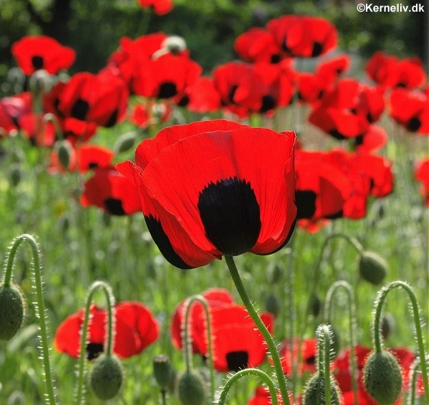 Papaver commutatum 'Ladybird', Mariehøne-valmue