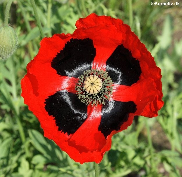 Papaver commutatum 'Ladybird', Mariehøne-valmue