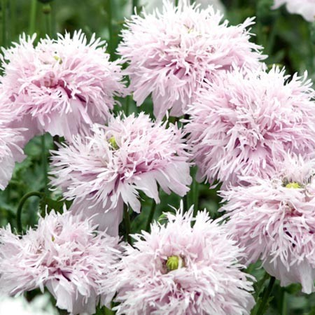 Papaver somniferum 'Lilac pompon', Valmue