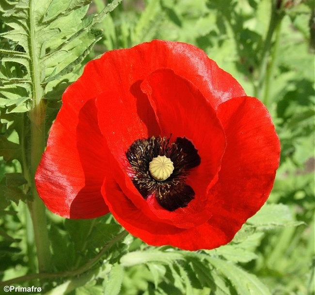 Papaver rhoeas, Kornvalmue