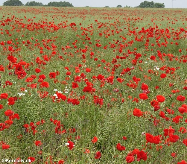 Papaver rhoeas, Kornvalmue