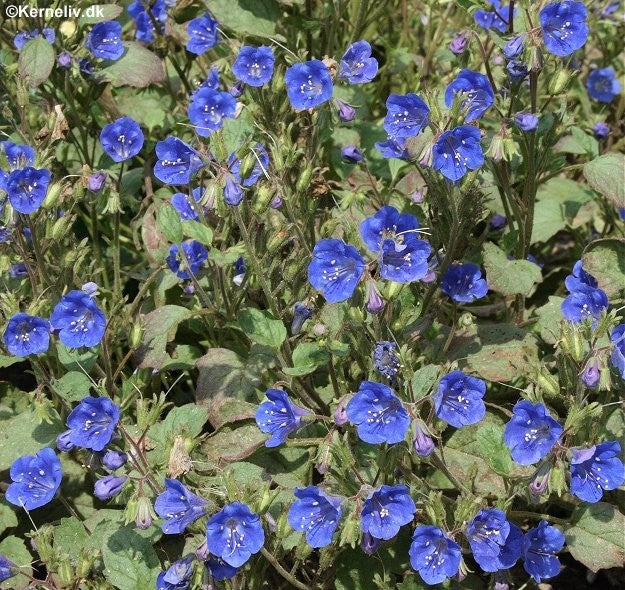 Phacelia campanularia, Klokke-honningurt