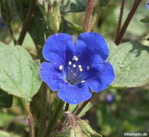 Phacelia campanularia, Klokke-honningurt