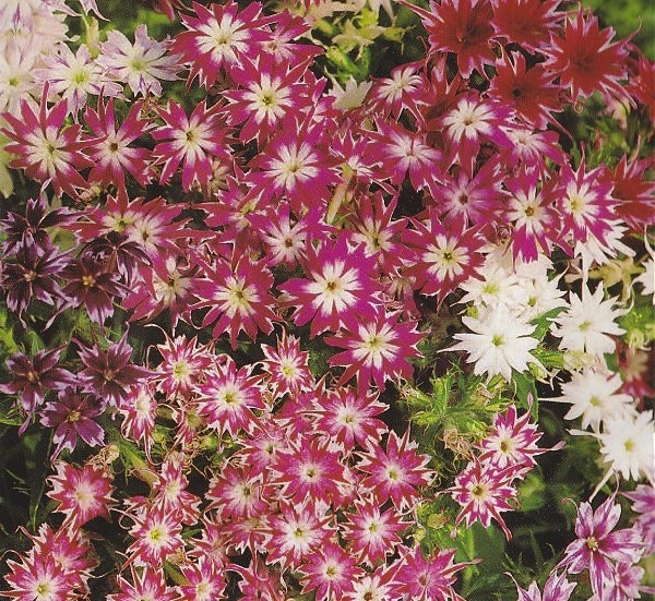 Phlox drummondii 'Sternzauber mischung', Sommerfloks
