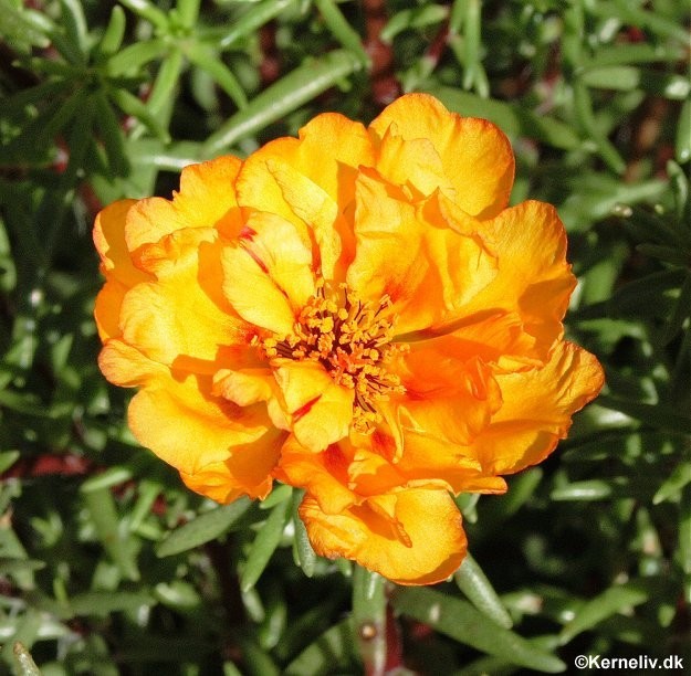 Portulaca grandiflora 'Double mixed', Solportulak
