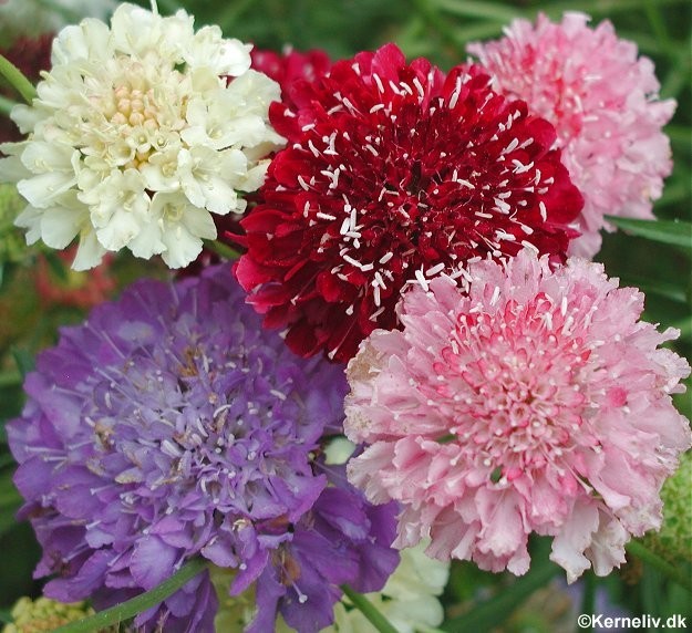 Scabiosa atropurpurea 'Mixture', Enkeblomst