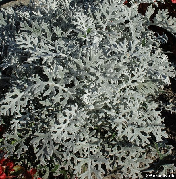 Senecio cineraria 'Silverdust', Gråblad