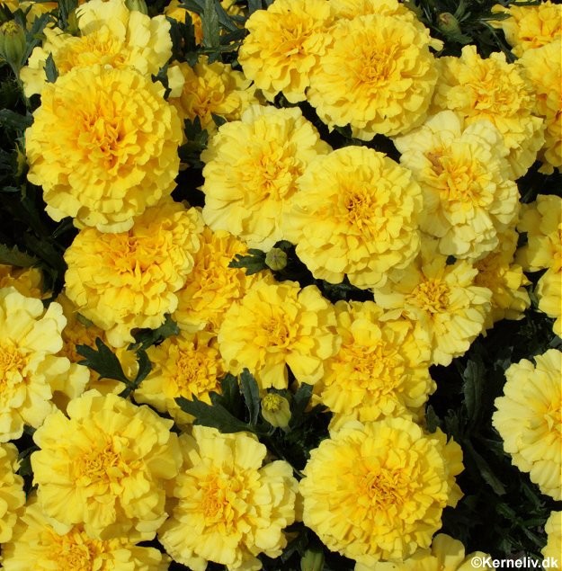 Tagetes patula nana 'Lemon Drop', Lav fløjlsblomst