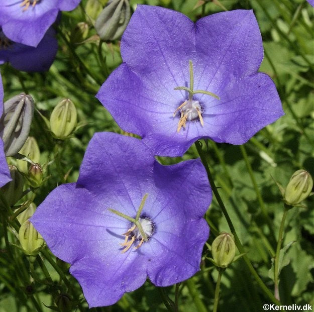 Campanula carpatica 'Blue', Karpaterklokke