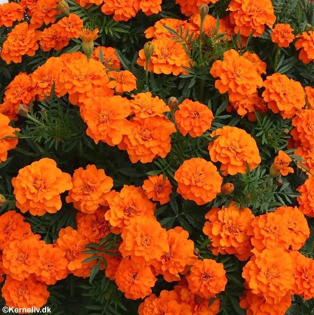 Tagetes patula nana 'Valencia', Lav fløjlsblomst