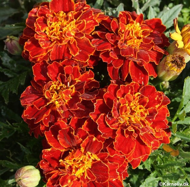 Tagetes patula nana 'Red Brocate', Lav fløjlsblomst