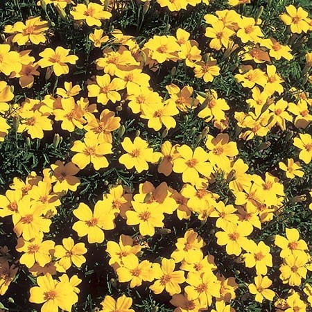 Tagetes tenuifolia 'Lulu', Lav fløjlsblomst