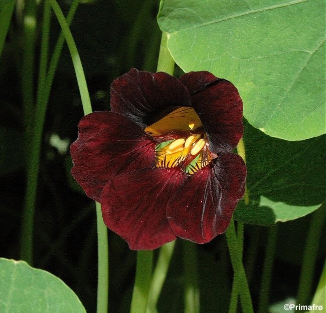 Tropaeolum minus 'Black Velvet', Blomsterkarse