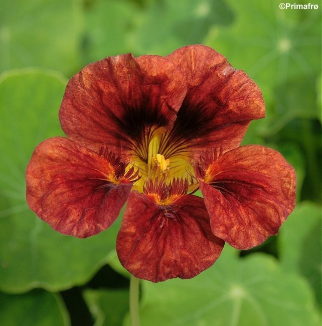 Tropaeolum majus 'Mahogany jewel', Blomsterkarse