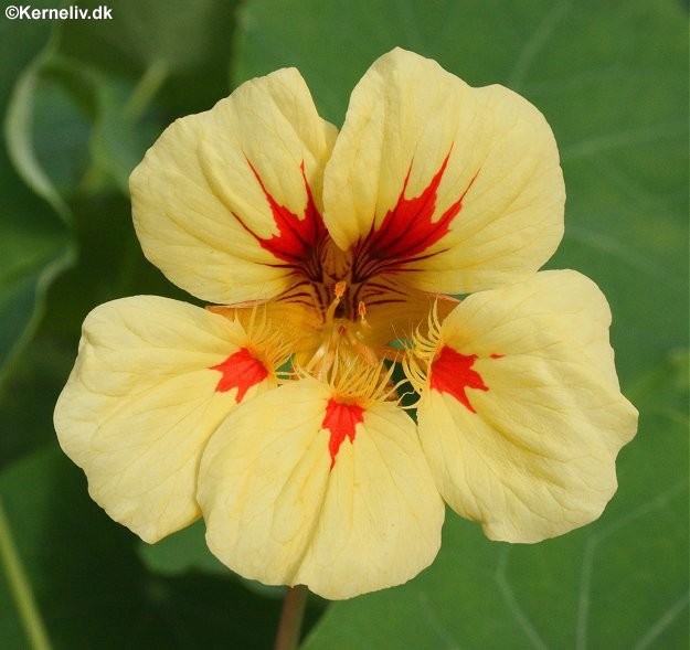 Dværg-blomsterkarse, Tropaeolum minus 'Peach Melba'