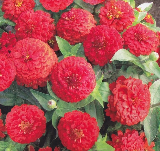 Zinnia elegans 'Liliputek Red', Frøkenhat