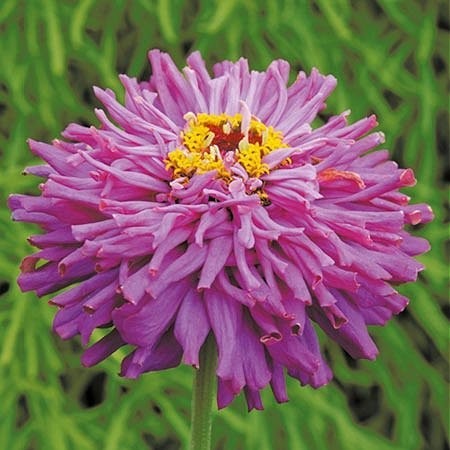 Zinnia elegans 'Cactus', Frøkenhat