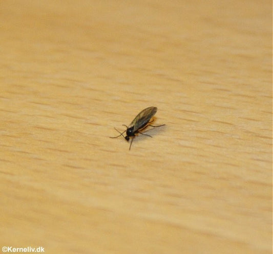 Nematoder mod sørgemyg, 10 mio. (20 m2)