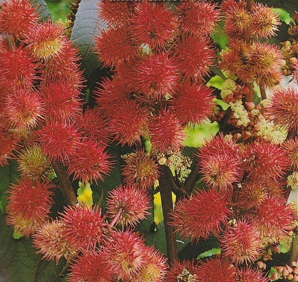 Ricinus communis, Olieplante