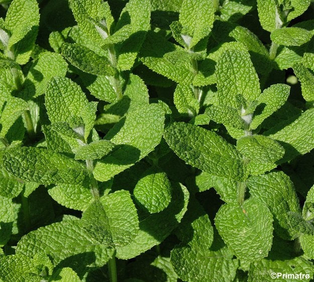 Mentha rotundifolia, Æblemynte