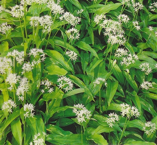 Ramsløg, Allium ursinum