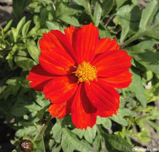 Cosmos sulphureus 'Red', Svovlgul kosmos