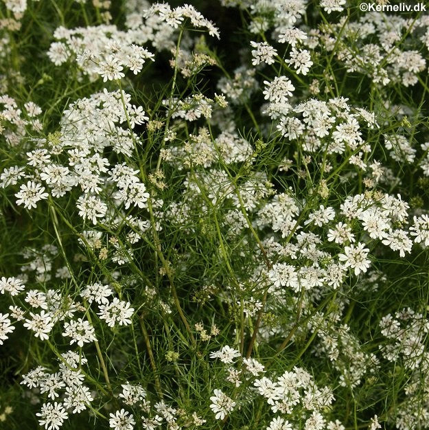 Coriandrum sativum, Koriander