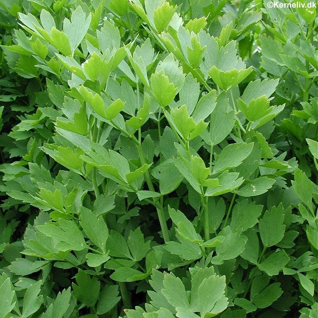 Levisticum officinale, Løvstikke