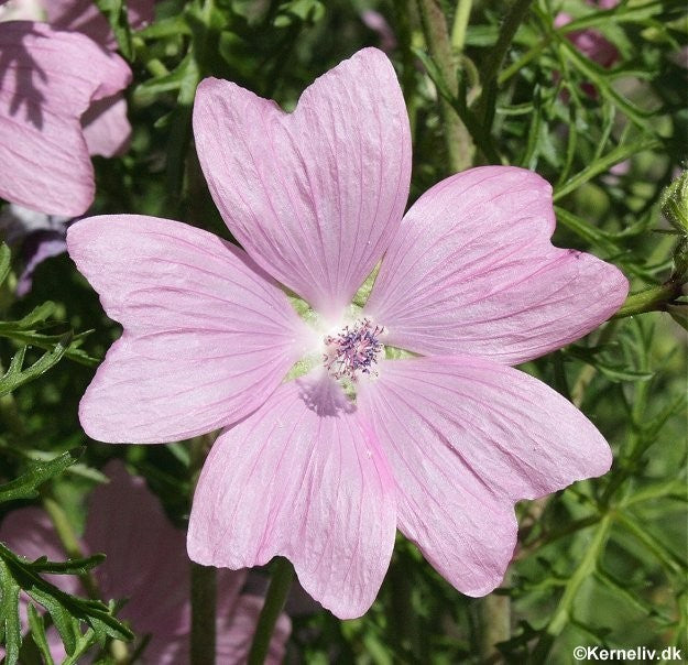 Malva moschata, Moskus Katost "Pink Perfection"