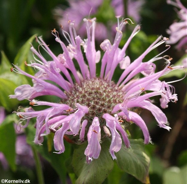 Monarda fistulosa Purple, Vild hestemynte