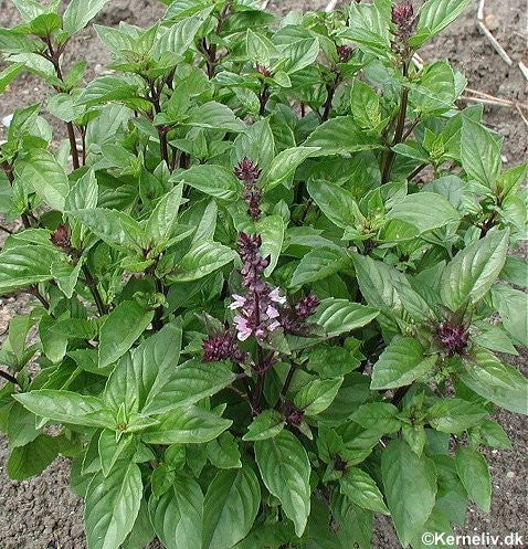 Ocimum basilicum 'Cinnamon', Kanel Basilikum