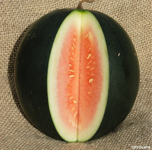 Vandmelon 'Sugar baby'
