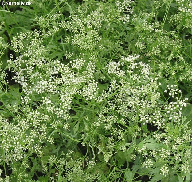 Pimpinella anisum, Anis