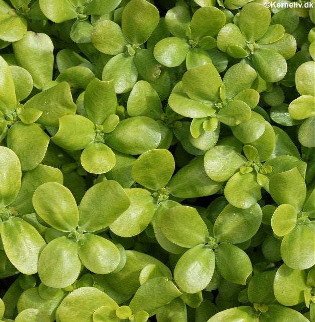 Portulaca oleracea, Grøn portulak, økologisk