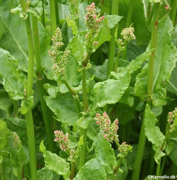 Rumex acetosa , Havesyre