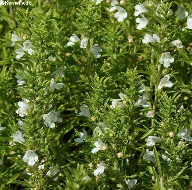 Satureja montana, Vintersar