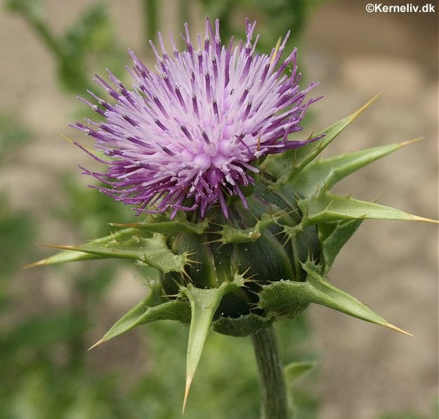 Silybum marianum, Marietidsel