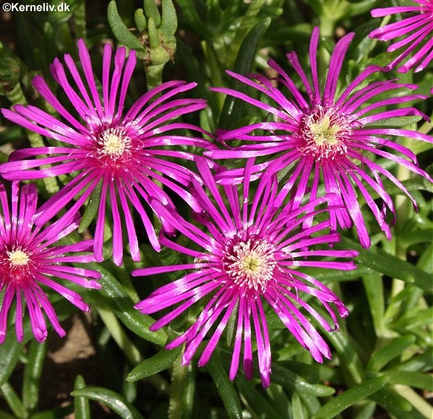 Delosperma cooperi, Hårdfør middagsblomst