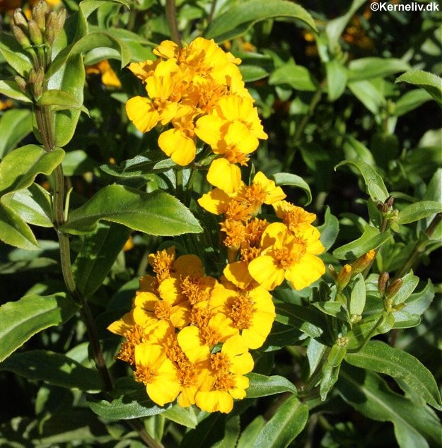 Tagetes lucida, Lakrids-tagetes