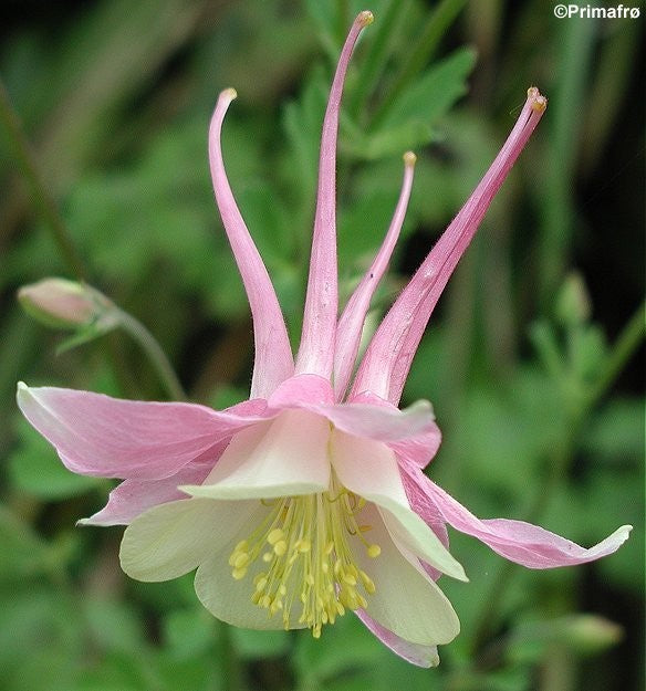 Aquilegia x hybrida 'Mckana Giants Mix', Langsporet akeleje