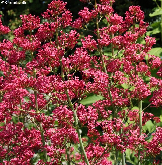 Centranthus ruber, Sporebaldrian