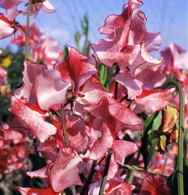 Lathyrus odoratus 'Willshire Ripple', Ærteblomst